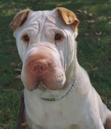 Shar Pei - egy élő rejtély Kína tudomány és az élet