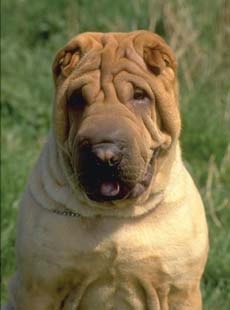 Sharpei - misterul viu al Chinei, știință și viață