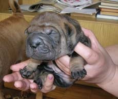 Shar Pei - egy élő rejtély Kína tudomány és az élet