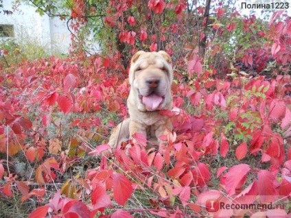 Sharpei - 