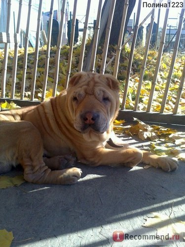 Sharpei - 