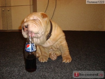 Sharpei - 