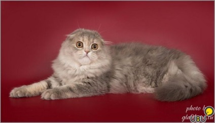 Scottish Fold pisoi de pepinieră în moscow, cumpăra pisici pe ubu, №55619149