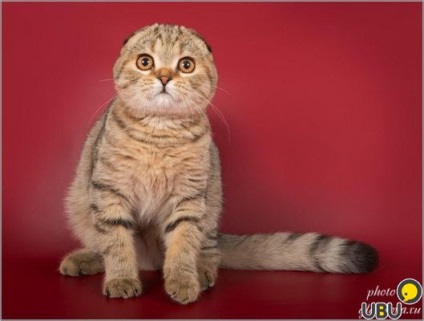 Scottish Fold pisoi de pepinieră în moscow, cumpăra pisici pe ubu, №55619149