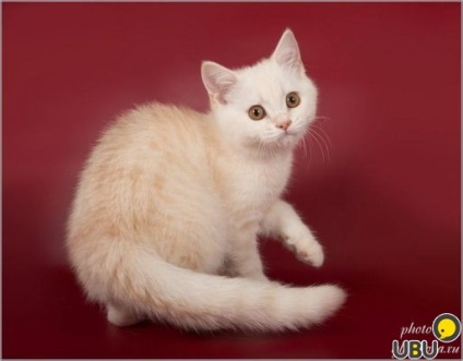 Scottish Fold pisoi de pepinieră în moscow, cumpăra pisici pe ubu, №55619149