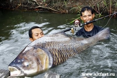 Cioban gigant siamez - lumea divertismentului pe altfast