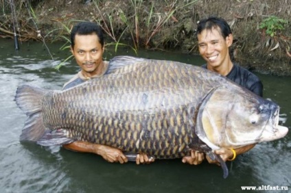 Cioban gigant siamez - lumea divertismentului pe altfast