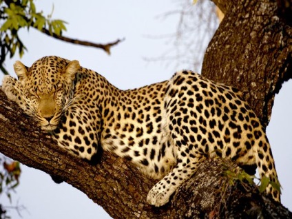 Povestea lui Kipling - Cum a devenit Leopard Spotted