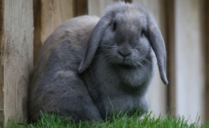 Cu care iepurii sunt prieteni, în mod sigur despre animale de companie iepuri, vitaportal - sănătate și medicină
