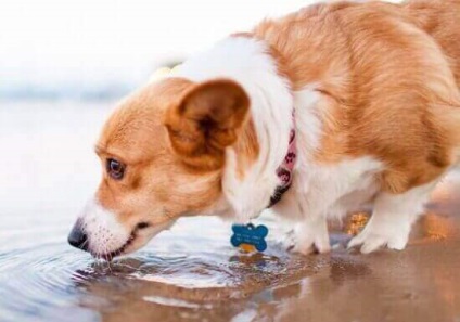 Mennyi vizet iszik kutya
