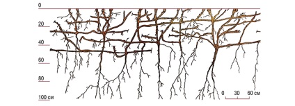 Dulceața rădăcinii sciților