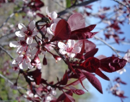 Descrierea și caracteristicile prunei de floare de piszardi, plantarea și îngrijirea