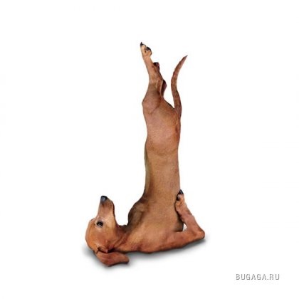 Câine yoga