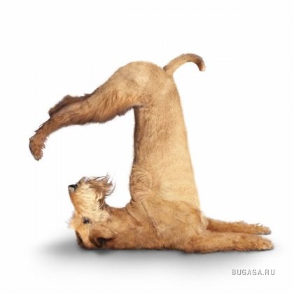 Câine yoga