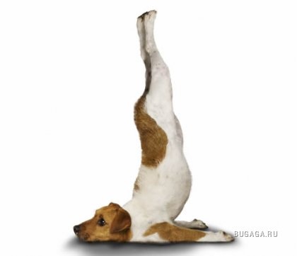 Câine yoga