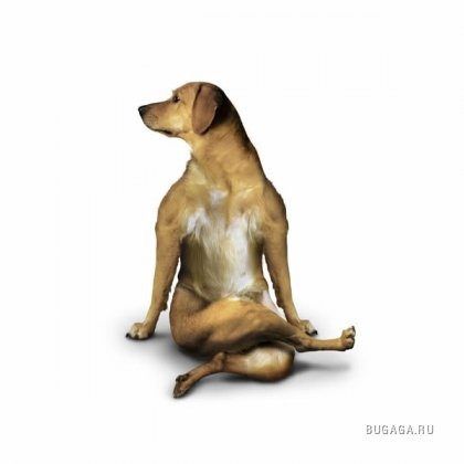 Câine yoga