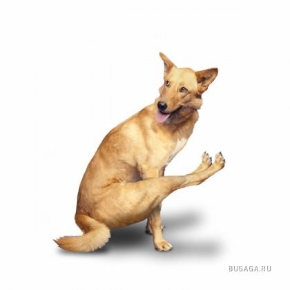 kutya jóga