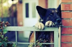 Un câine și copii, un câine pentru un copil, de ce un câine mușcă un copil, un câine este gelos de un copil mic