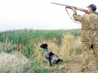 Câini de vânătoare