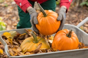 Harvest amikor tisztítani a tök a kertben, hogyan kell meghatározni a érettségi gyümölcs