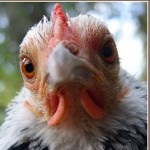 Conținutul găinilor ouătoare în cuști este găinile, un forum cu privire la creșterea și păstrarea păsărilor de curte