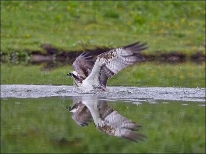 Falcon Fisher (șoimul pescăresc 5 litere, scanword)