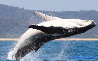 Interpretarea visului asupra balenei, interpretarea visului balaurului, ceea ce visă și ce face visul în care visase balena