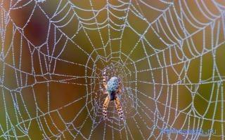 Interpretarea visurilor pe web, interpretarea paginii de păianjen, de ce visează și ce înseamnă visul