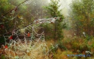 Interpretarea visurilor pe web, interpretarea paginii de păianjen, de ce visează și ce înseamnă visul