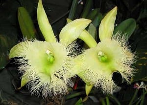 Soiuri de orhidee pentru agricultura casnică