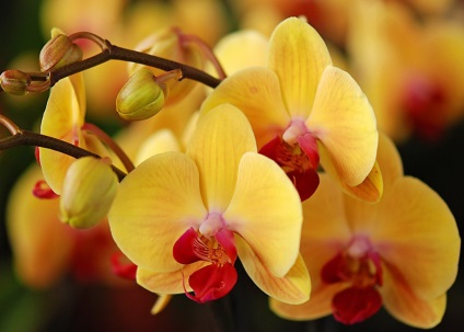 Soiuri de orhidee pentru agricultura casnică