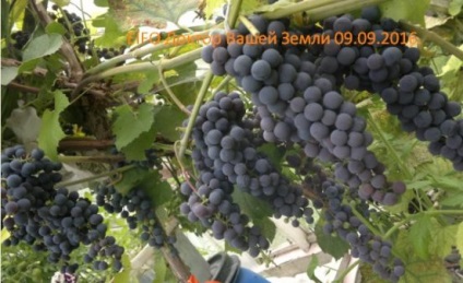 Isabella szőlőfajta növényállományra