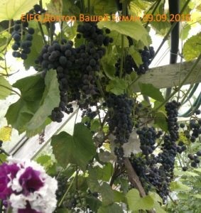 Isabella szőlőfajta növényállományra