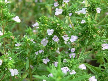 Sfaturi cultivare cimbru - grădină, grădină