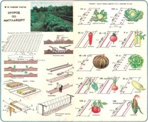 Compatibilitatea legumelor cu sfaturi de grădină de legume