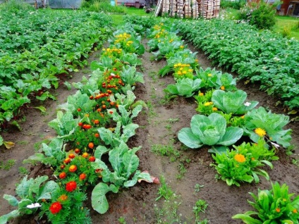 Compatibilitatea legumelor cu sfaturi de grădină de legume