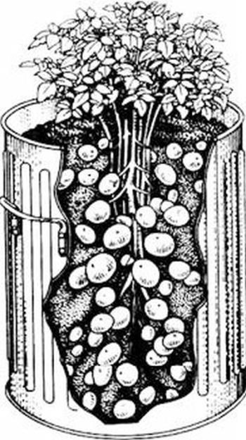 Modalități de cultivare a unui cartof