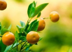 Mandarinele promovează scăderea în greutate?
