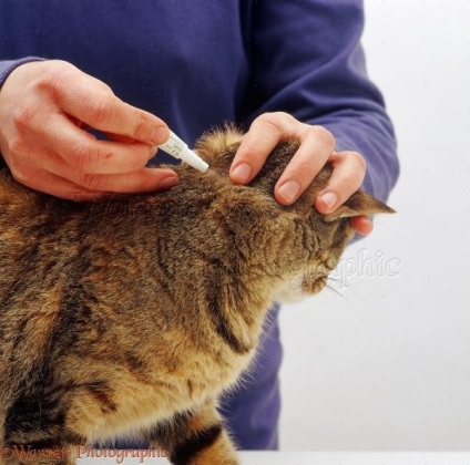 Remediu pentru purici în pisici caracteristici caracteristici, fotografii, sfaturi video despre cum să elimini purici de la o pisică și pisoi