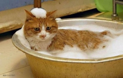 Remediu pentru purici în pisici caracteristici caracteristici, fotografii, sfaturi video despre cum să elimini purici de la o pisică și pisoi