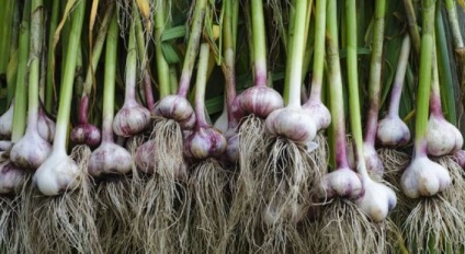 Termeni de recoltare a usturoiului