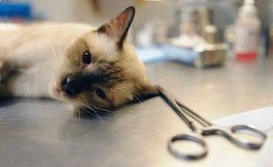 Sterilizarea pisicilor și minusurilor, prețul, îngrijirea unei pisici, site-ul 