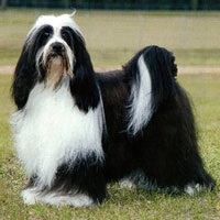 Kaszálás tibeti terrier