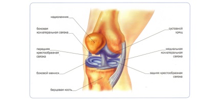 Structura și funcția ligamentelor, meddoc