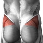 Structura mușchilor gluteali