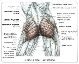 Structura mușchilor gluteali