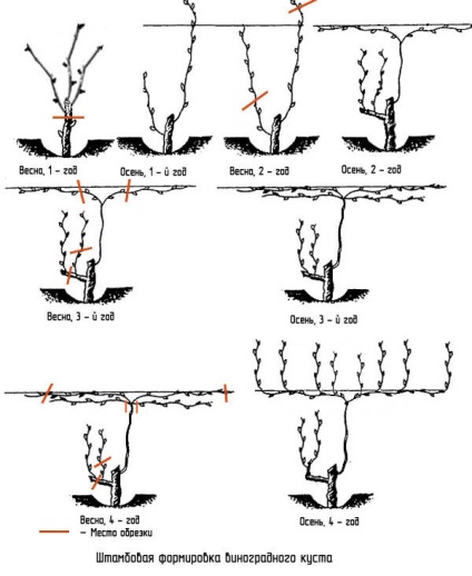 Schema, descrierea tăierii adecvate a strugurilor