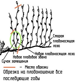 Schema, descrierea tăierii adecvate a strugurilor