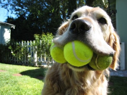 Bilele de tenis sunt periculoase pentru dinții canini - de ce un câine de bărbat