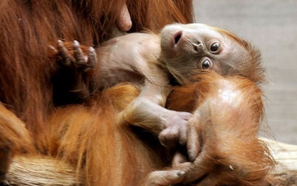 Fotografiile uimitoare ale animalelor